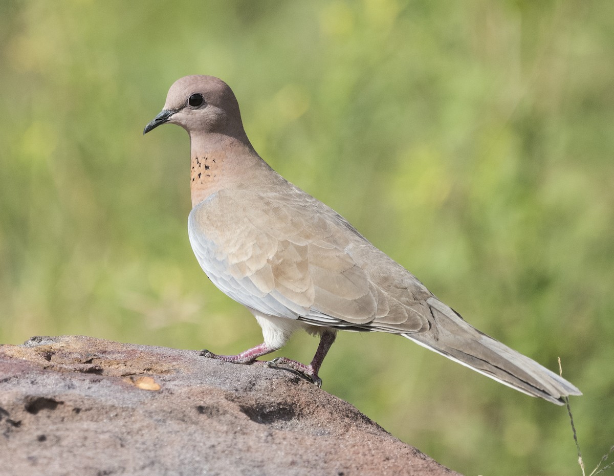 Laughing Dove - ML570164821