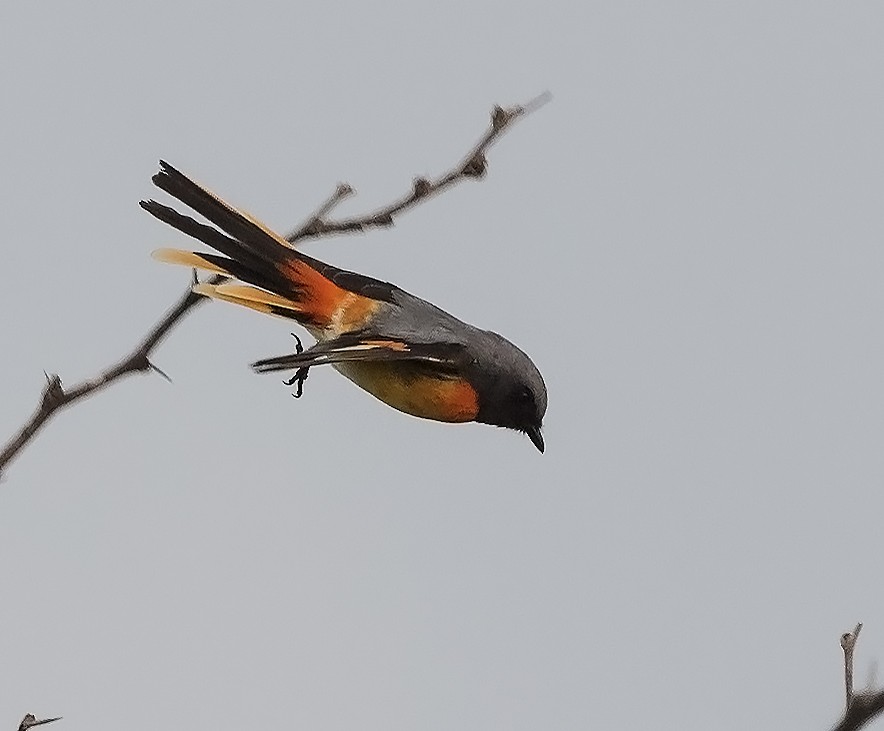 Small Minivet - ML570165021