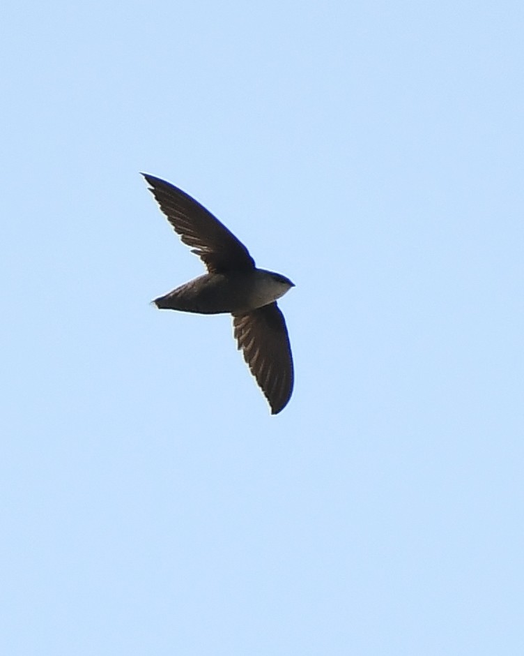 Chimney Swift - ML570165951