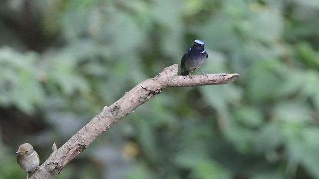 Small Niltava - ML570166271