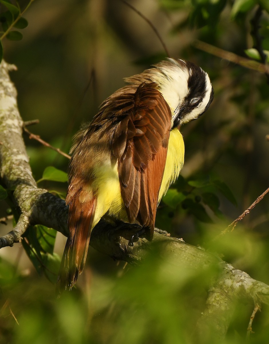 Great Kiskadee - ML570166571