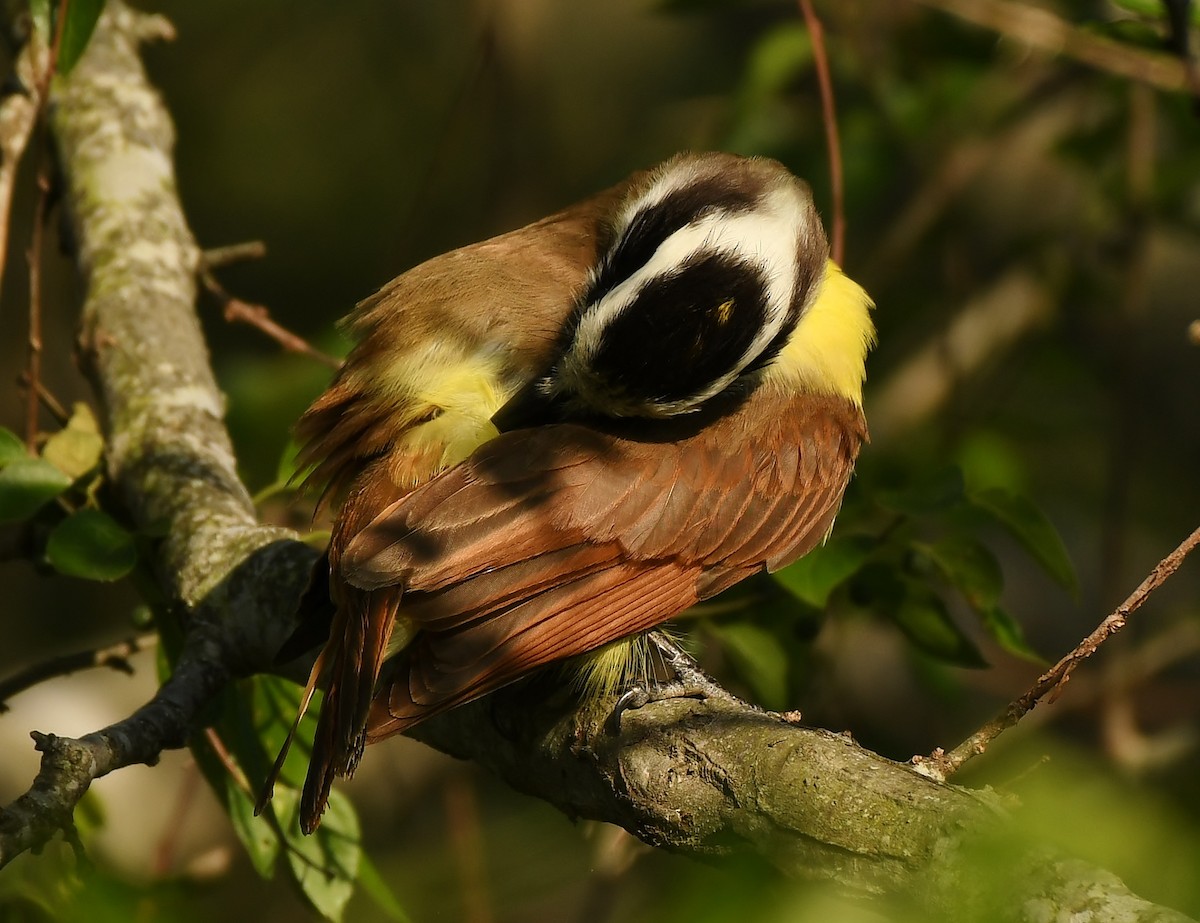 Great Kiskadee - ML570166601