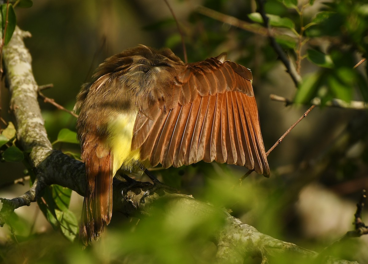 Great Kiskadee - ML570166631