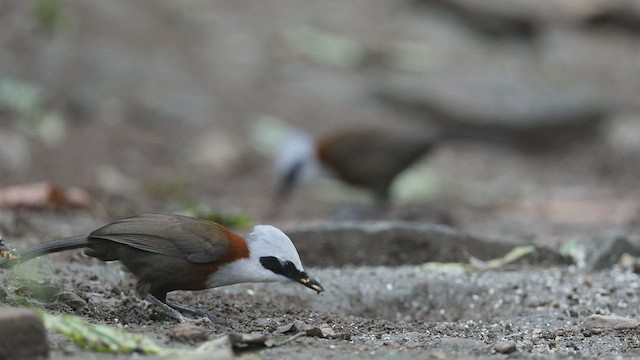 White-crested Laughingthrush - ML570167281