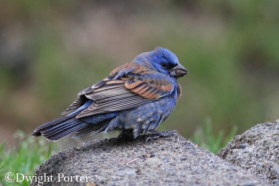 Blue Grosbeak - ML57016781