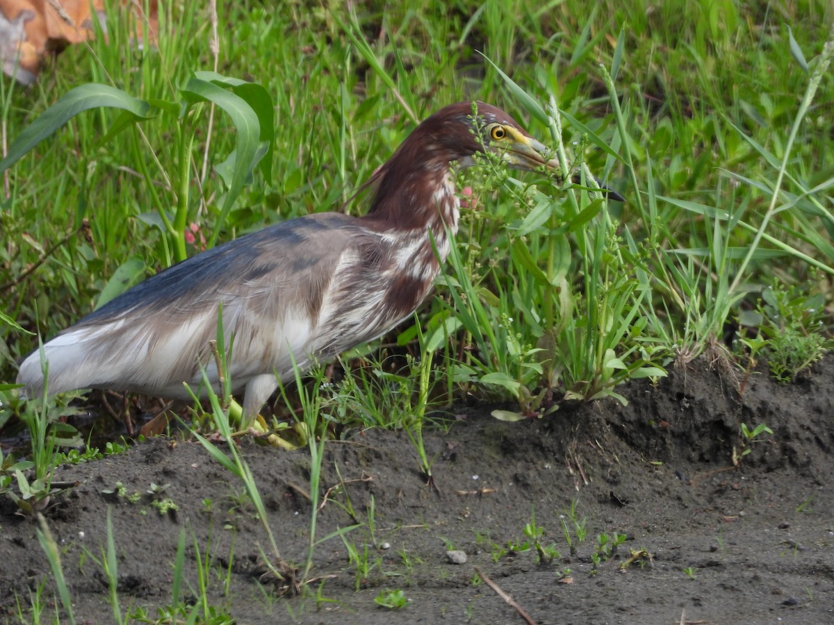 Chinese Pond-Heron - ML570168701