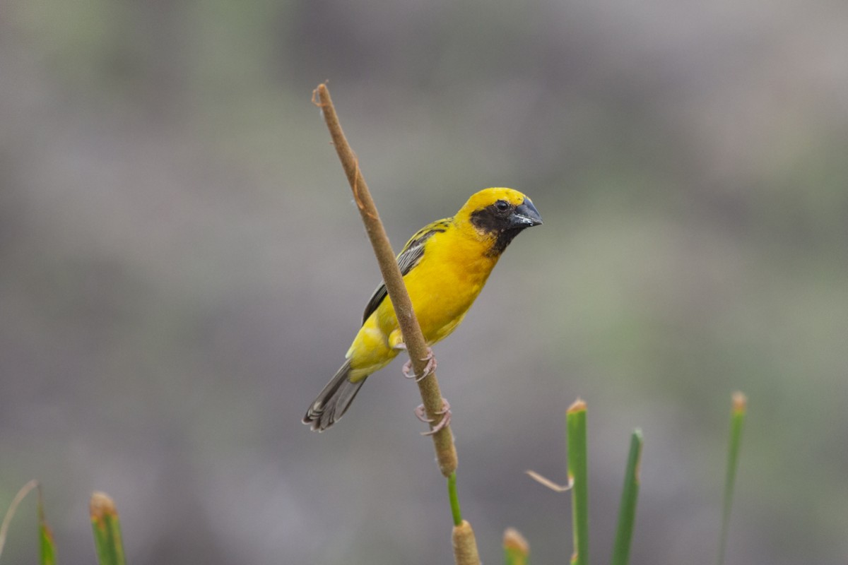 Asian Golden Weaver - ML570168811