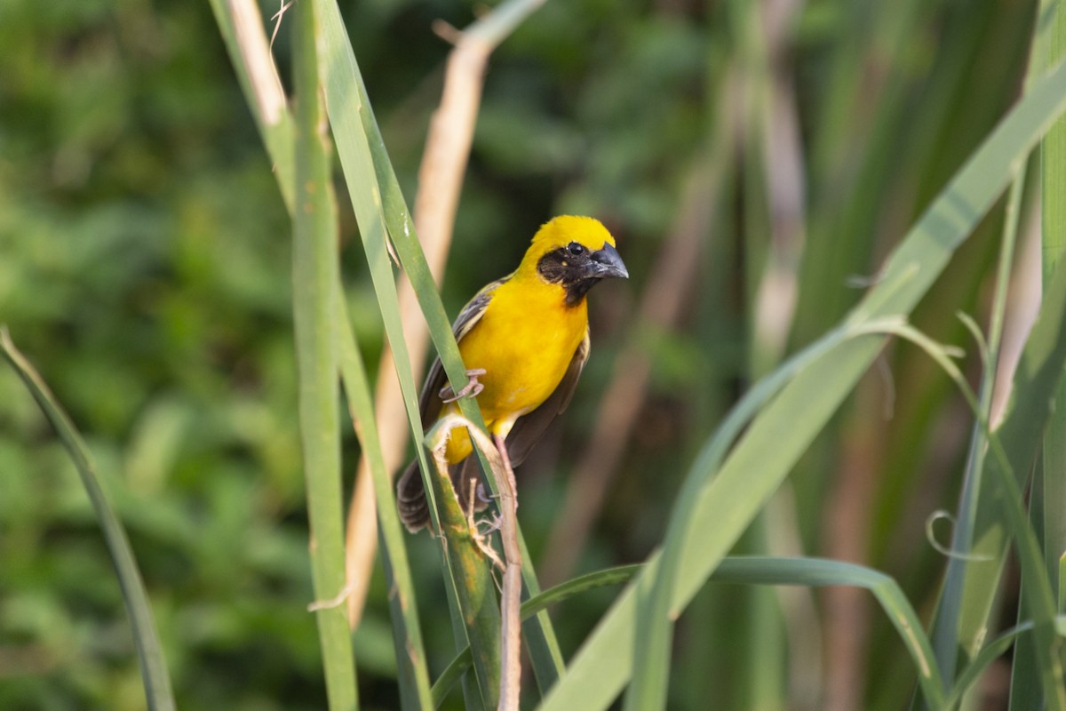 Asian Golden Weaver - ML570168871