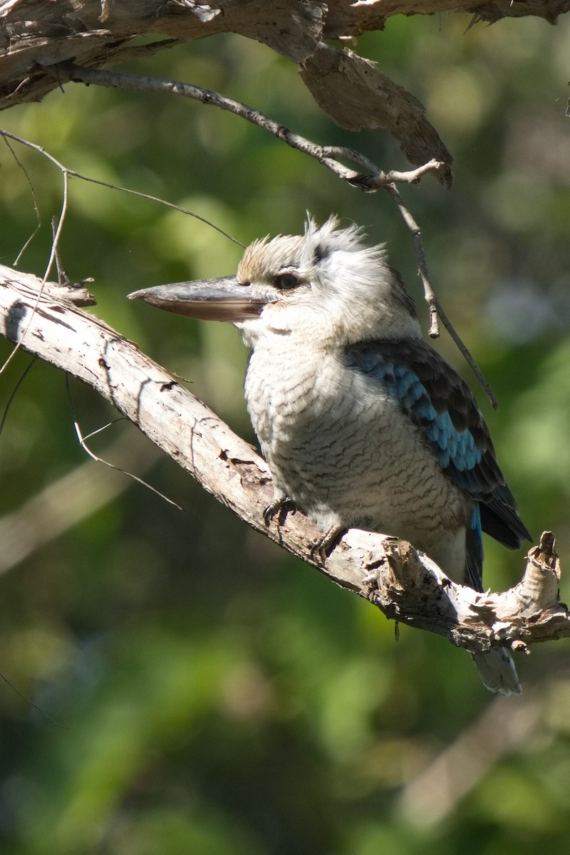 Blue-winged Kookaburra - Ed Pierce