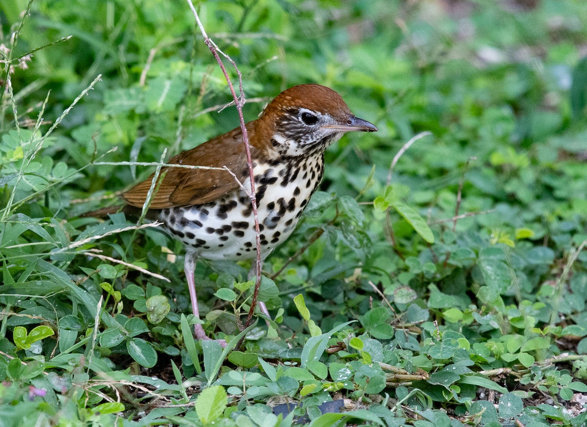 Wood Thrush - ML570172351
