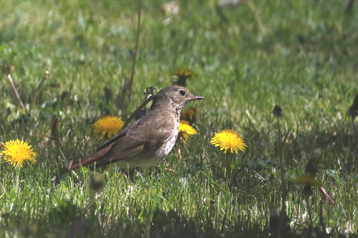 Hermit Thrush - ML57017261