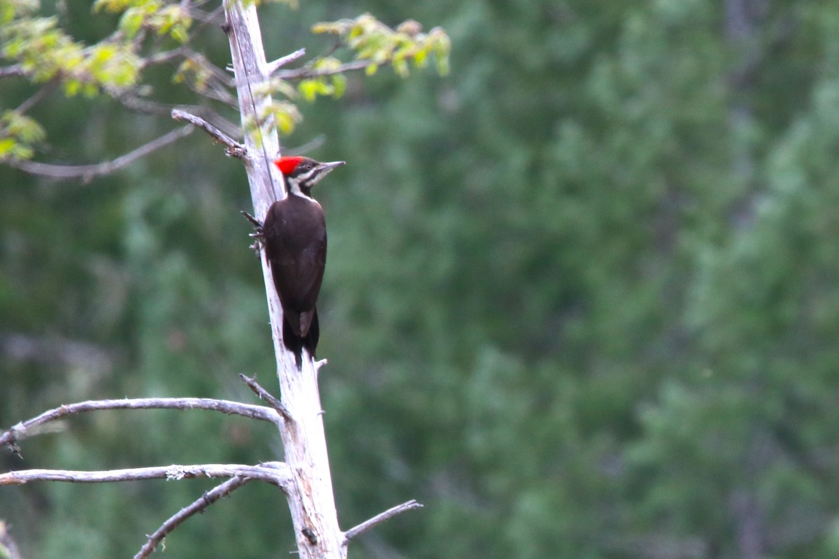 Pileated Woodpecker - ML570172621