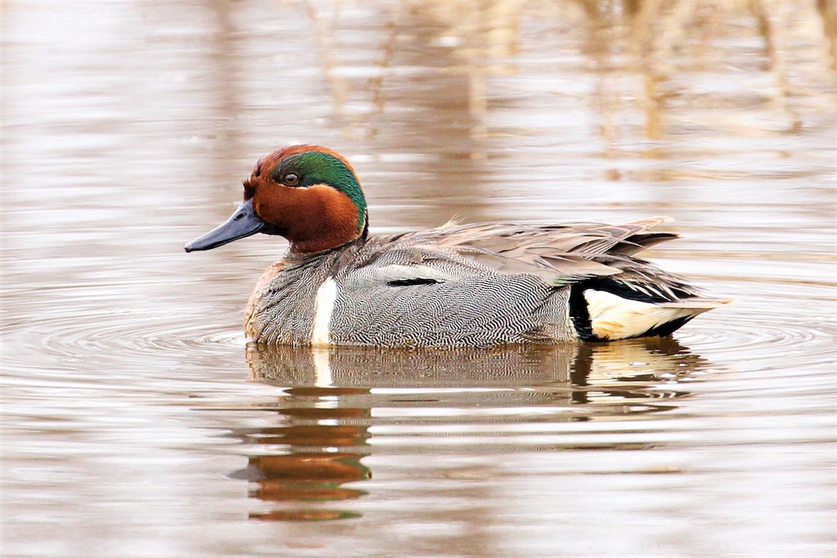 Green-winged Teal - Jon Pleizier