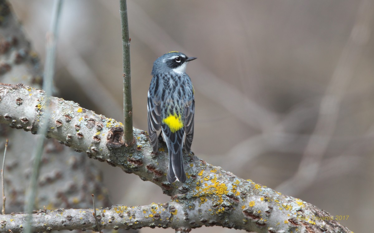 Yellow-rumped Warbler - Paul Tavares
