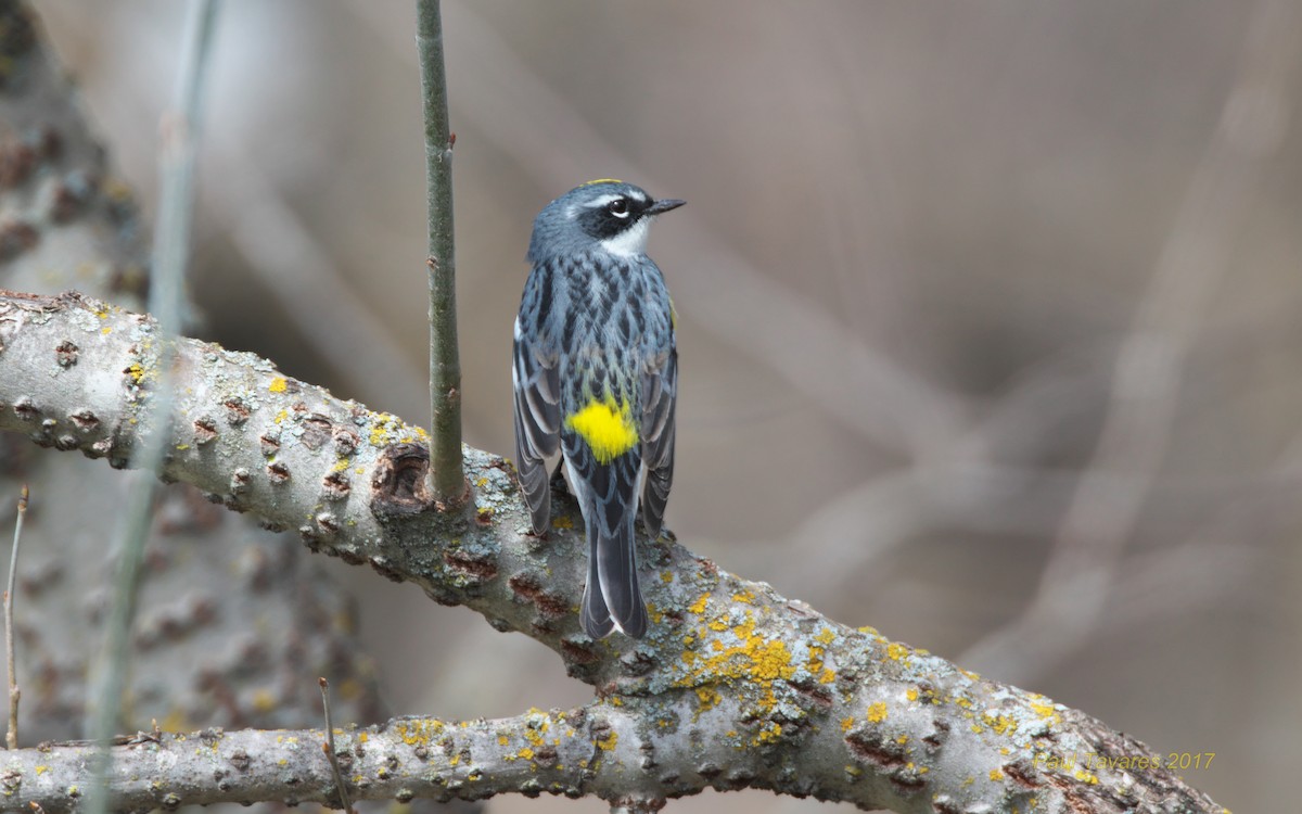 Yellow-rumped Warbler - ML57017401