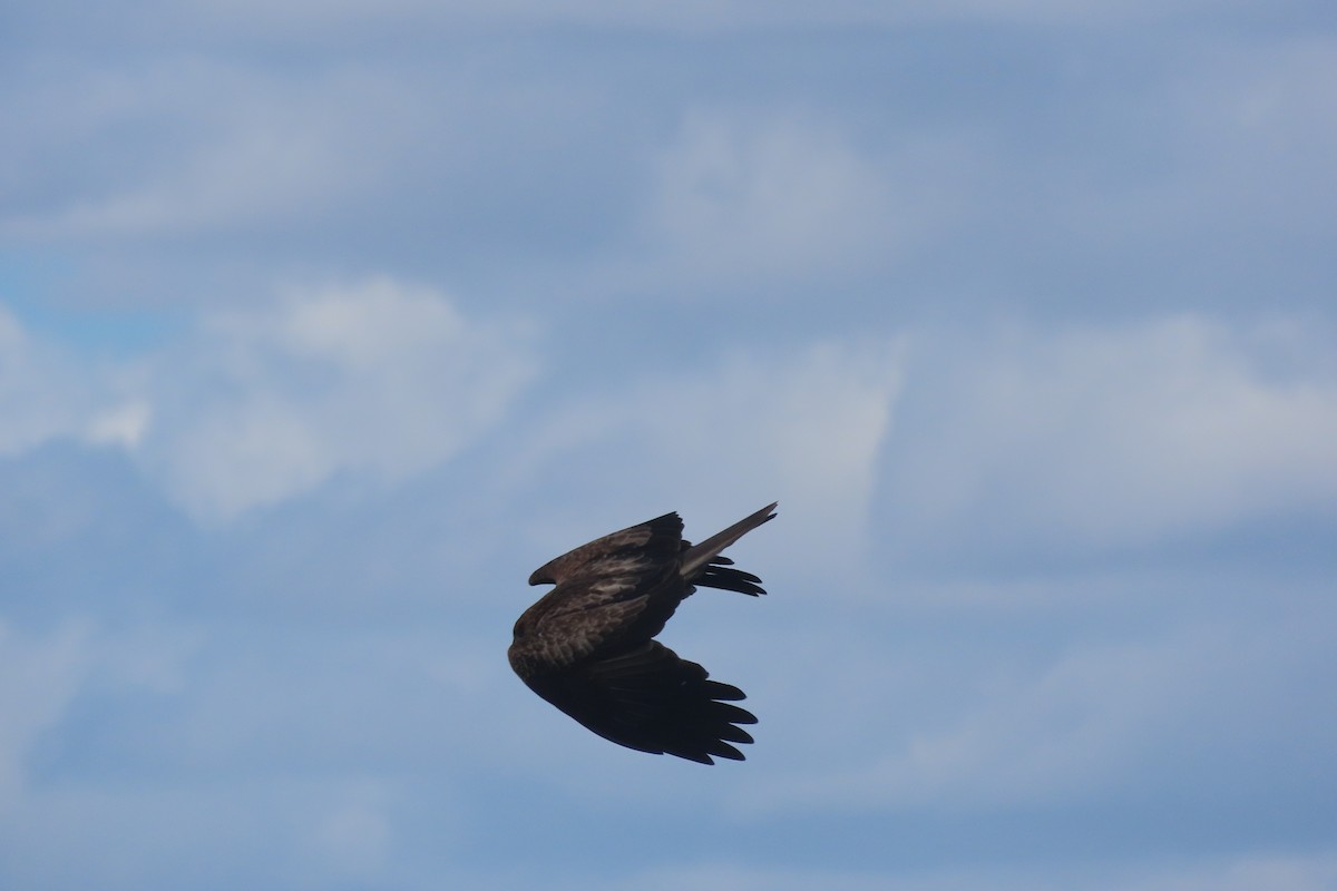 黑鳶 - ML570174101