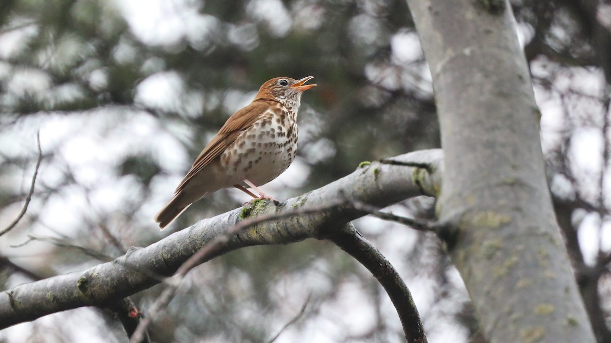 Wood Thrush - Daniel Jauvin