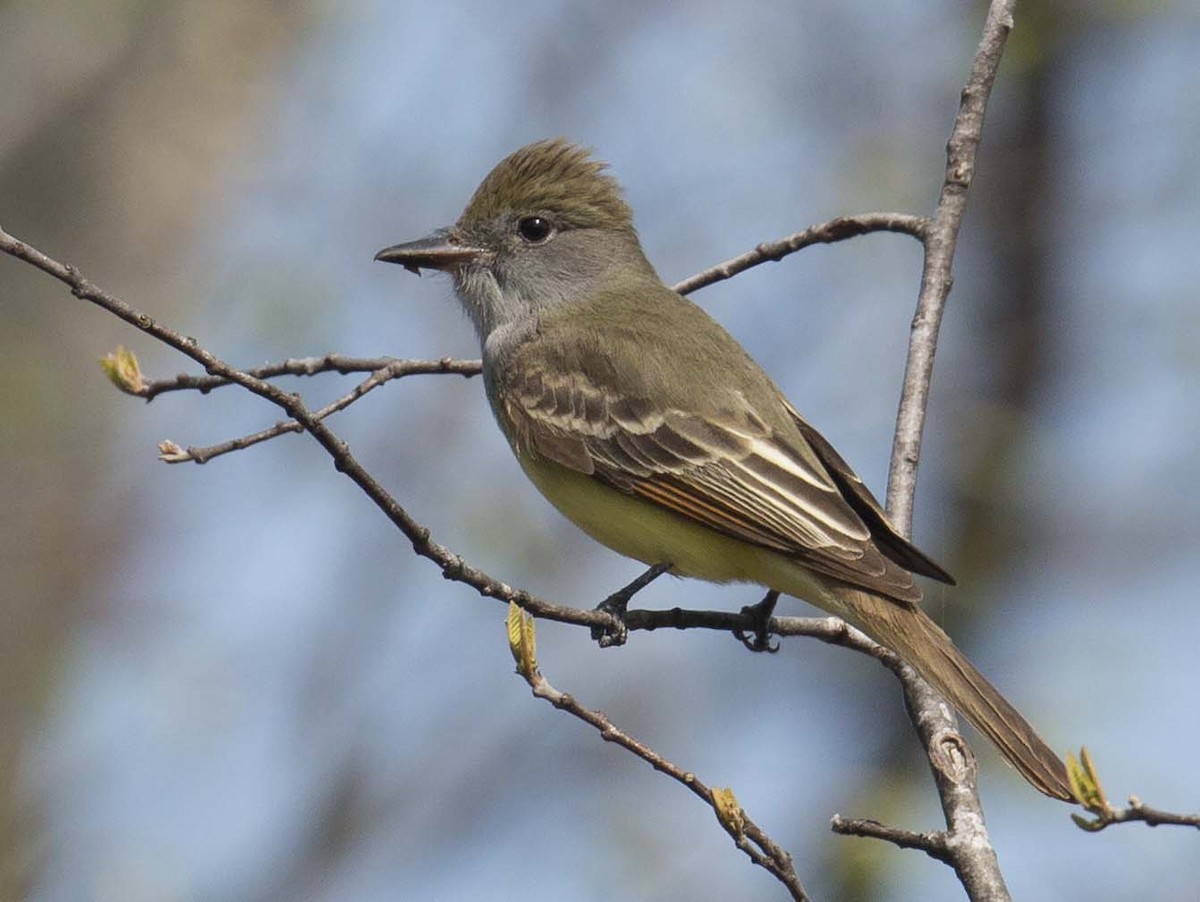 Great Crested Flycatcher - ML570174931