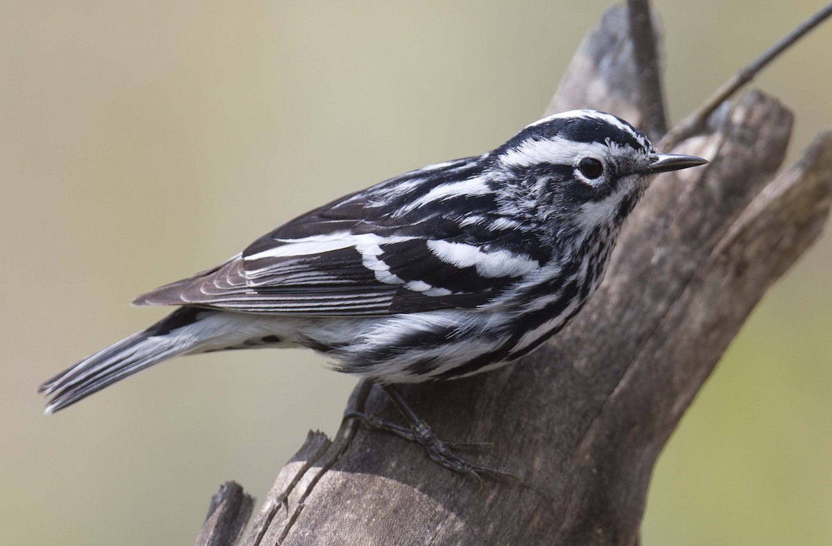 Black-and-white Warbler - ML570175111