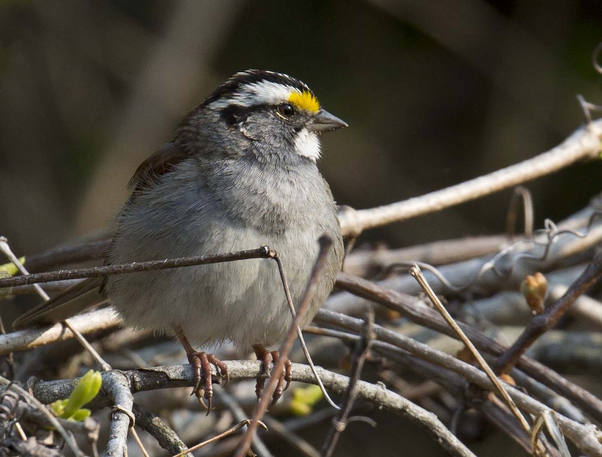 White-throated Sparrow - ML570175201