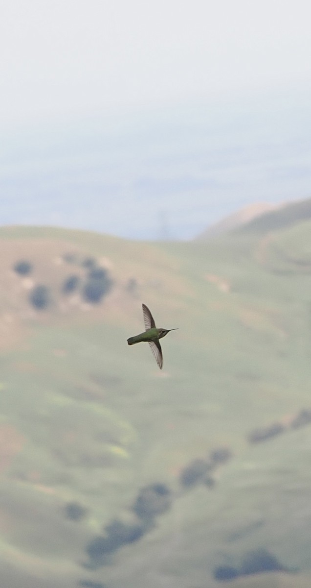 Anna's Hummingbird - ML570176031