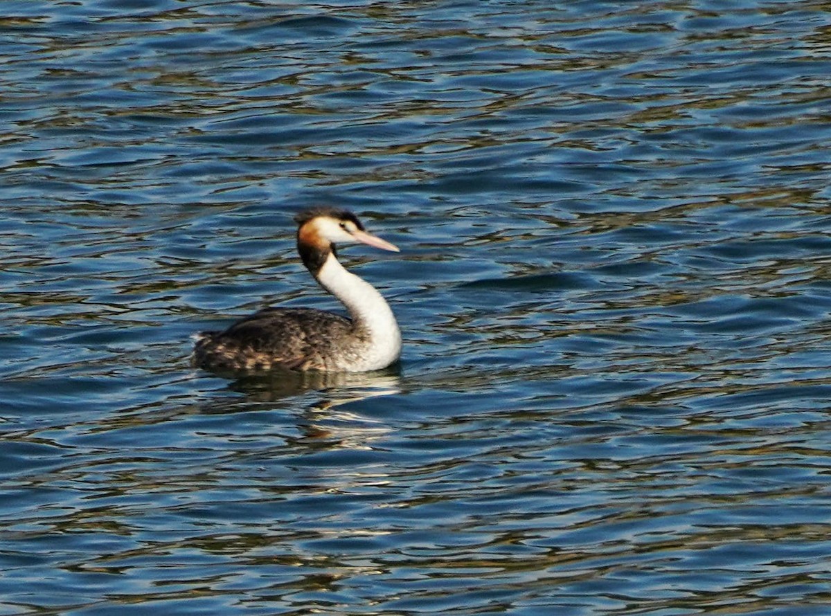 Great Crested Grebe - ML570177821