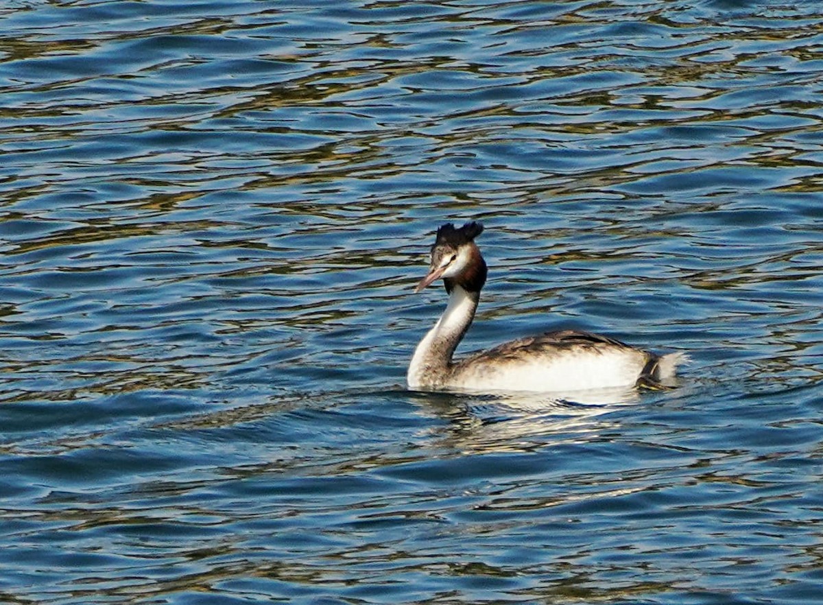 Great Crested Grebe - ML570177831