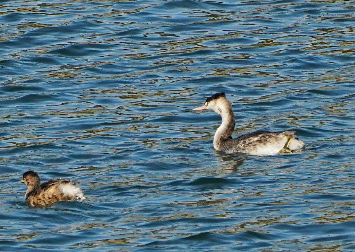 Great Crested Grebe - ML570177841