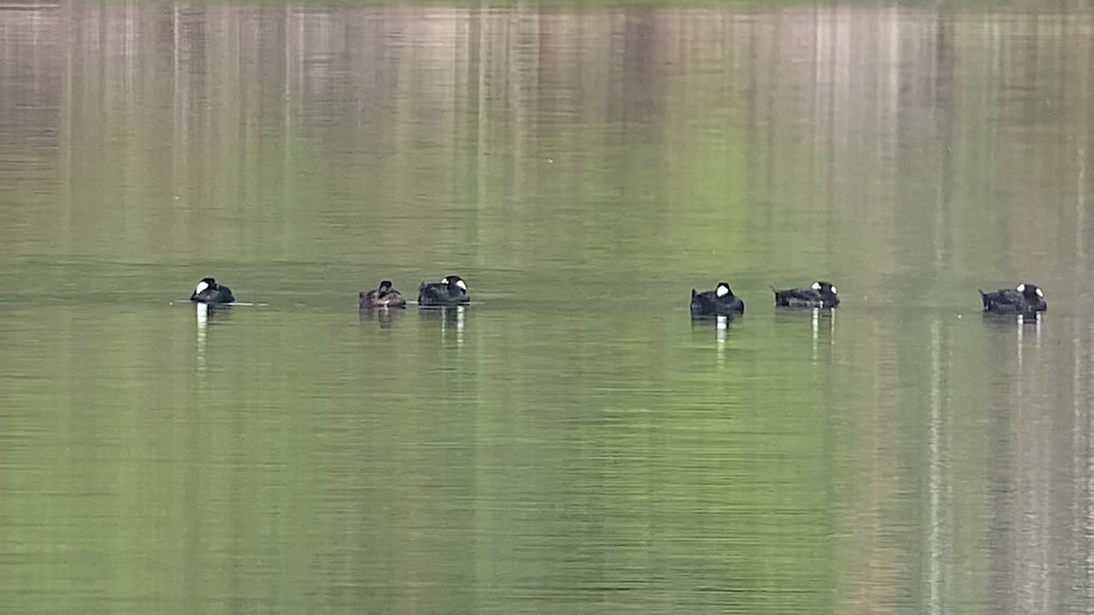 Surf Scoter - Dennis Leonard