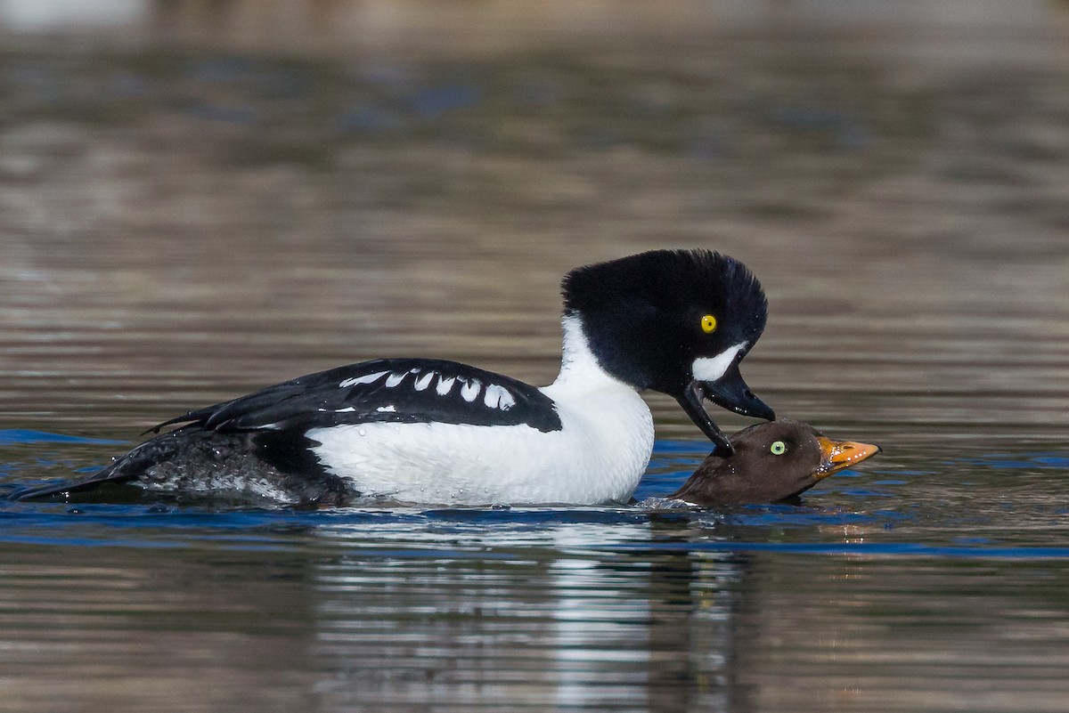 Barrow's Goldeneye - ML57017881