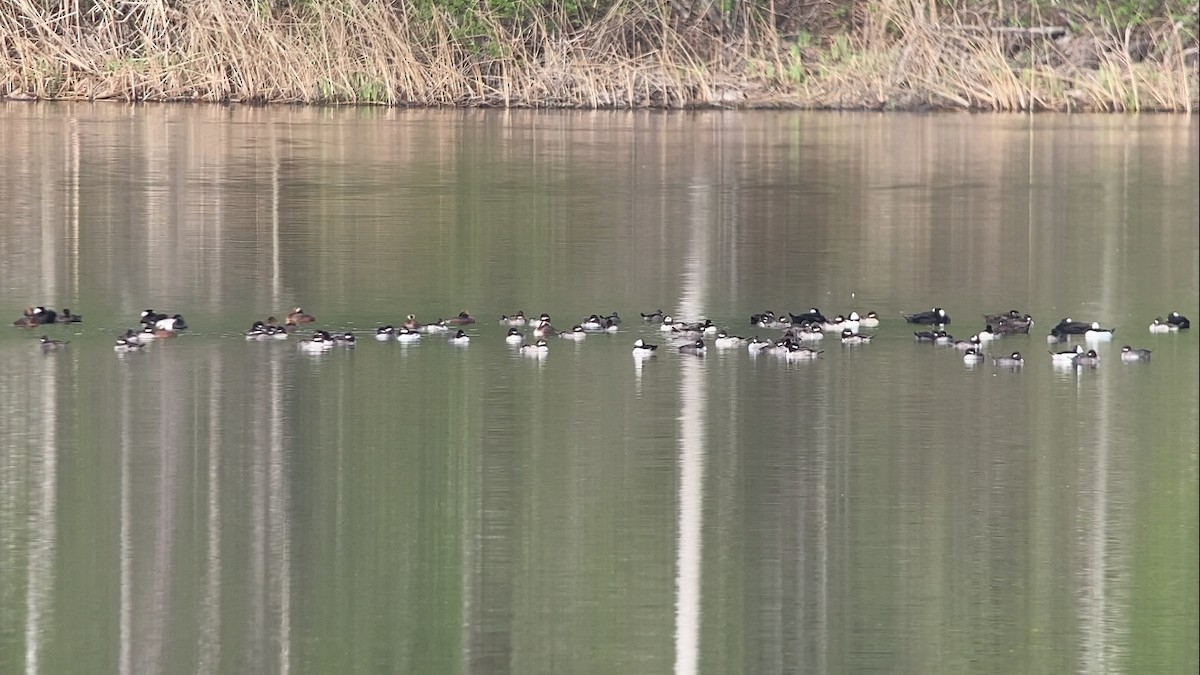 Bufflehead - ML570178841