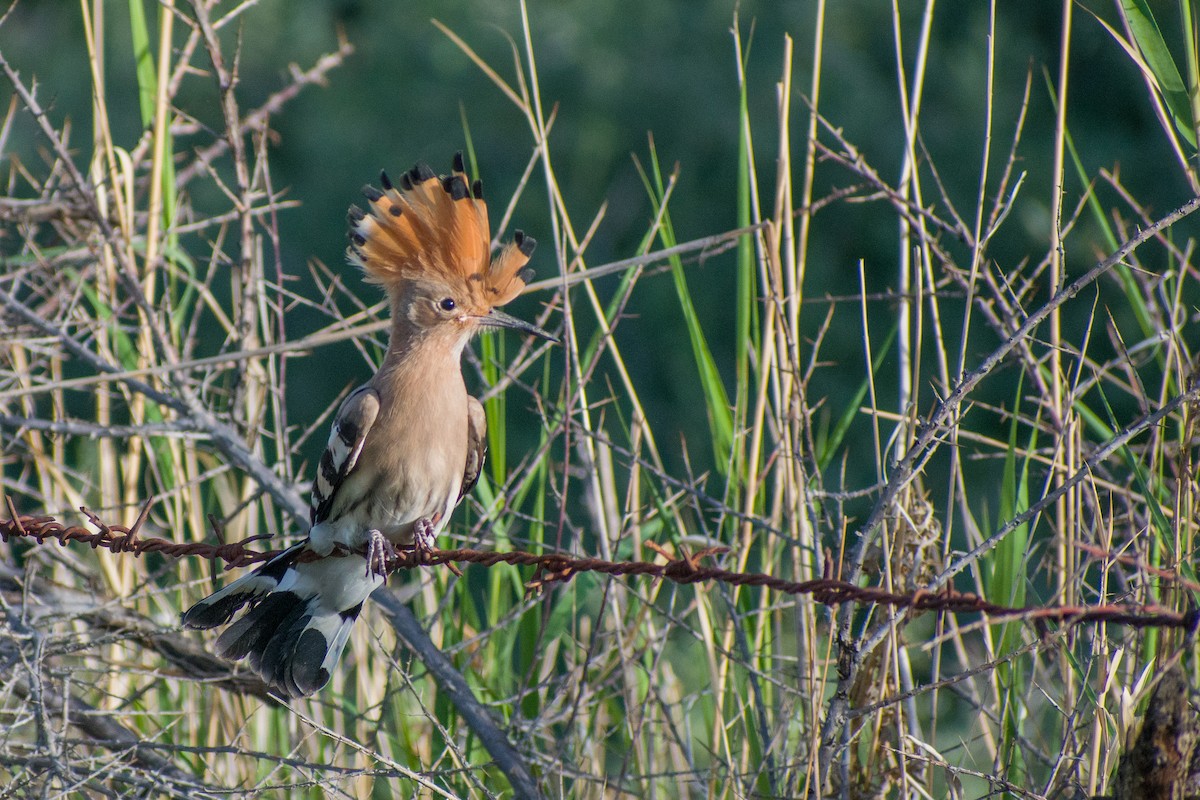 Eurasian Hoopoe - 𝑆𝑜𝑛𝑎𝑚 𝑌𝑎𝑛𝑔𝑗𝑜𝑟