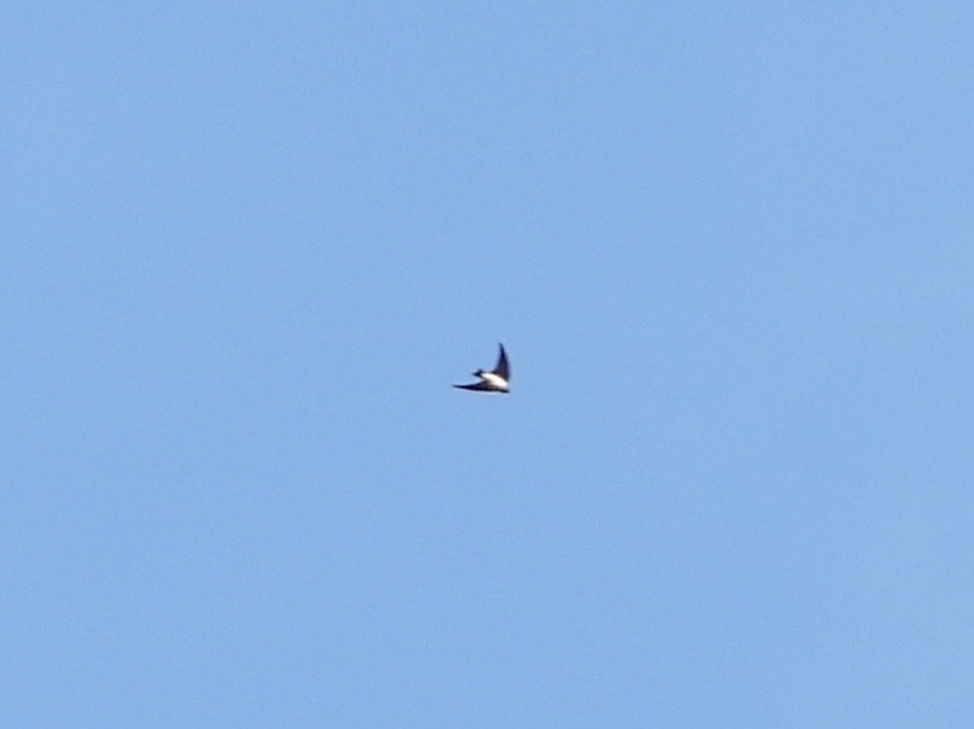Бүгээн хараацай - ML570178921