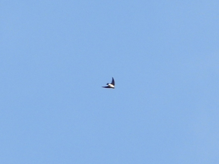 Pale Martin - ML570178921