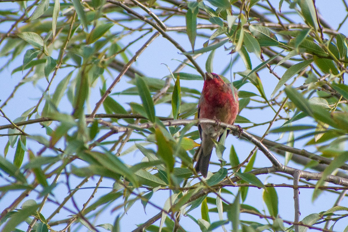 Common Rosefinch - 𝑆𝑜𝑛𝑎𝑚 𝑌𝑎𝑛𝑔𝑗𝑜𝑟