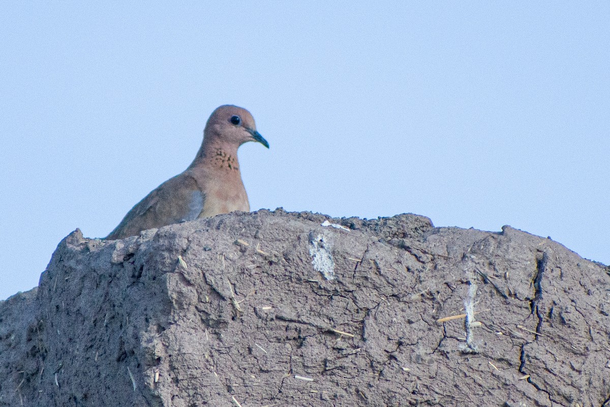 Laughing Dove - 𝑆𝑜𝑛𝑎𝑚 𝑌𝑎𝑛𝑔𝑗𝑜𝑟