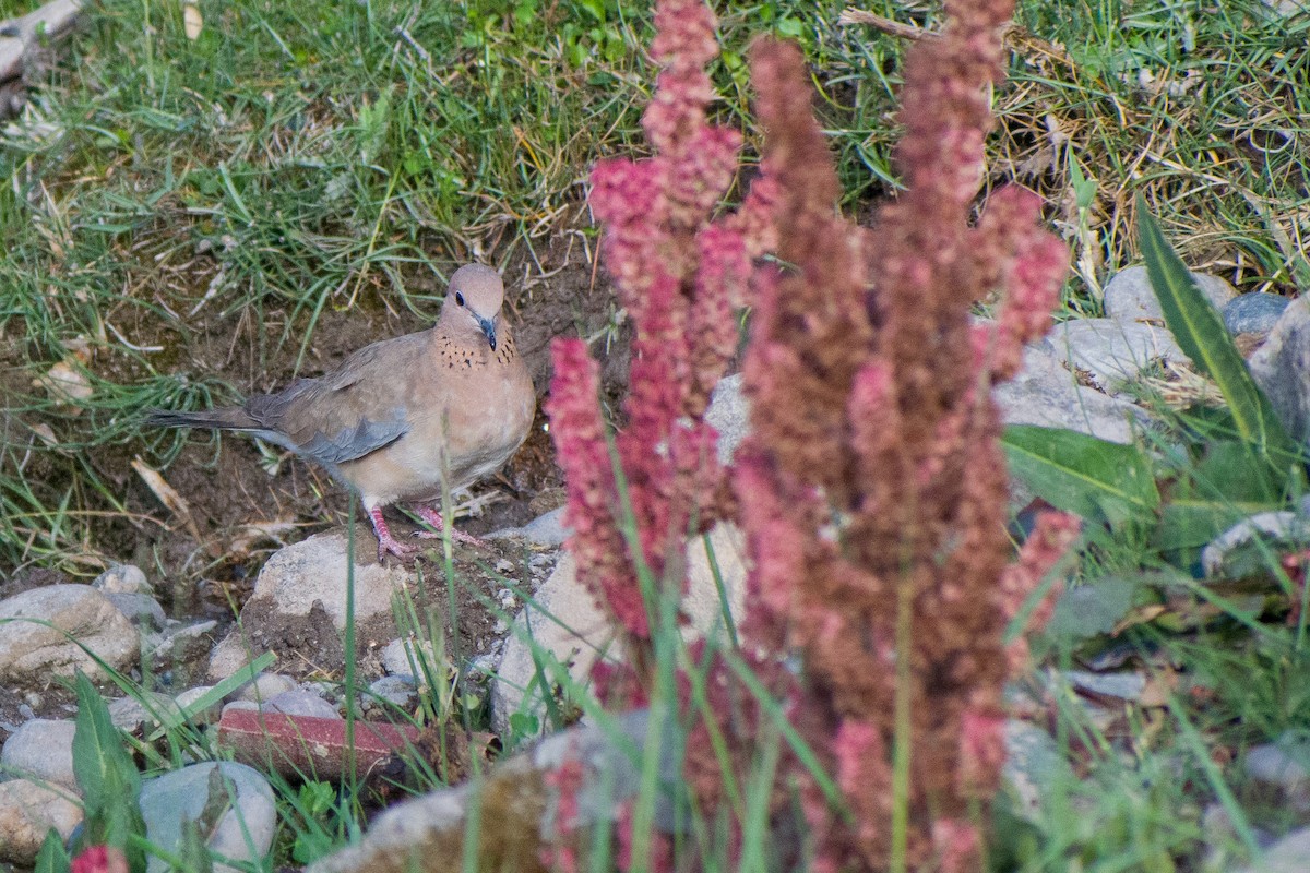 Laughing Dove - 𝑆𝑜𝑛𝑎𝑚 𝑌𝑎𝑛𝑔𝑗𝑜𝑟