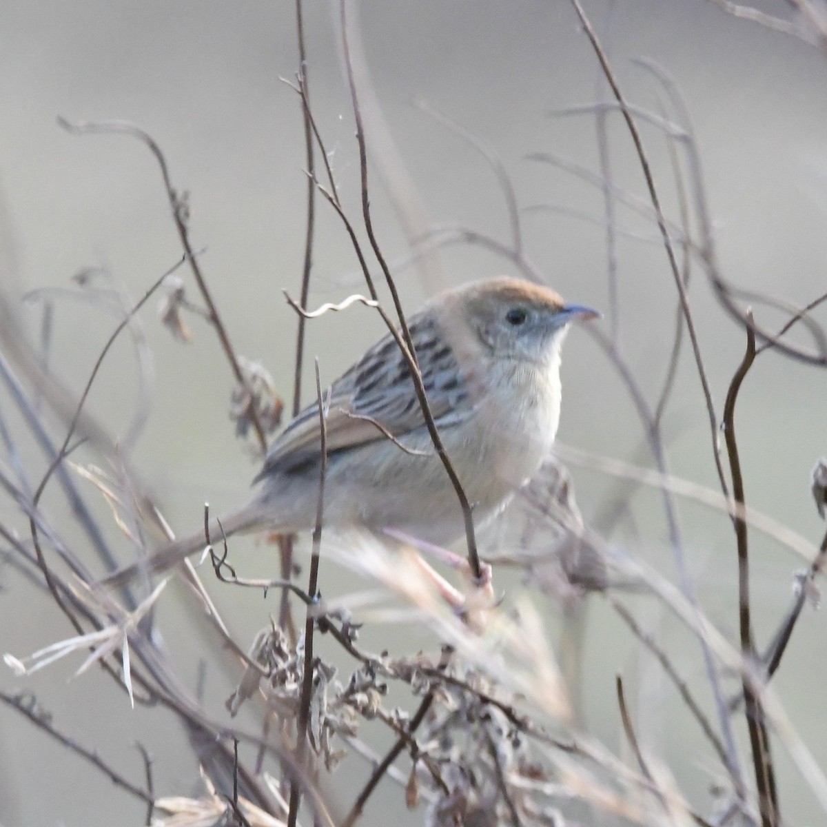 jamregressanger - ML570179391