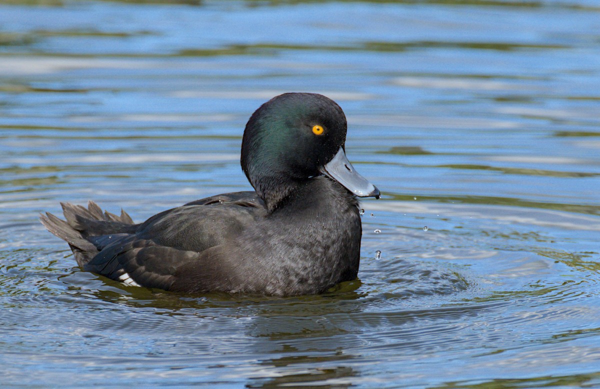 New Zealand Scaup - ML570179451