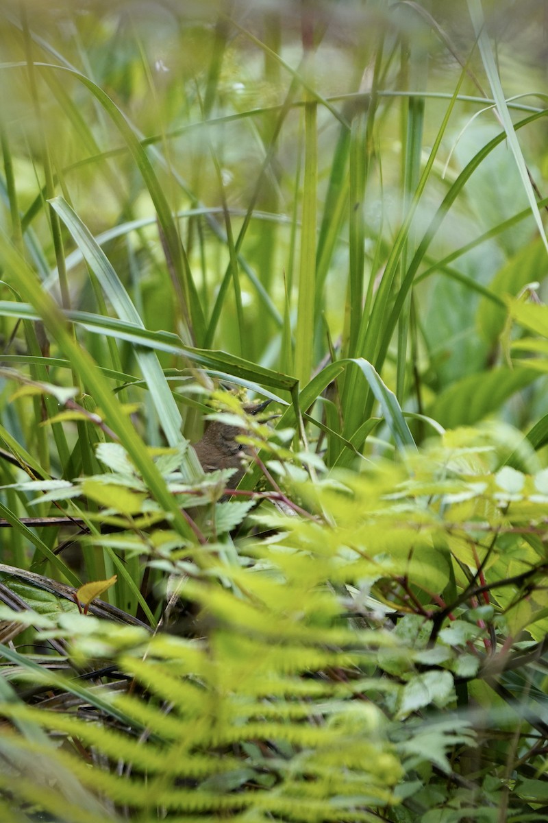 Sichuan Bush Warbler - Jiahua Xing