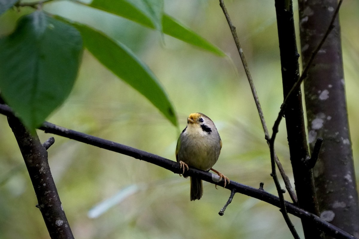 Gold-fronted Fulvetta - ML570180621