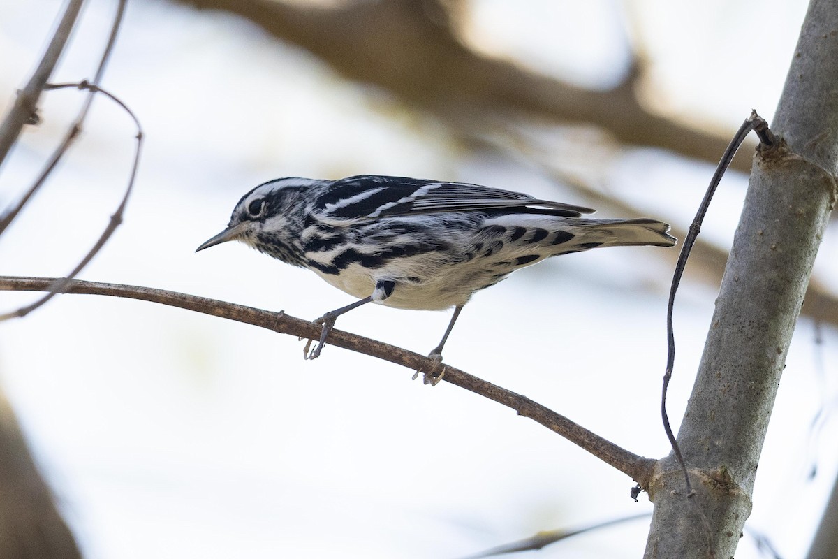 Black-and-white Warbler - Eric VanderWerf