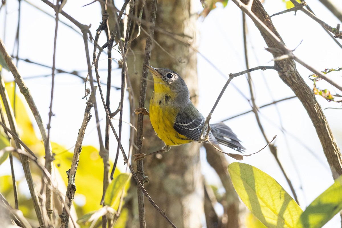 Magnolia Warbler - Eric VanderWerf