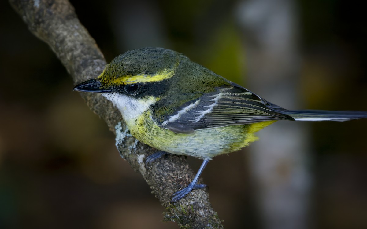 Yellow-breasted Boatbill - ML570182011