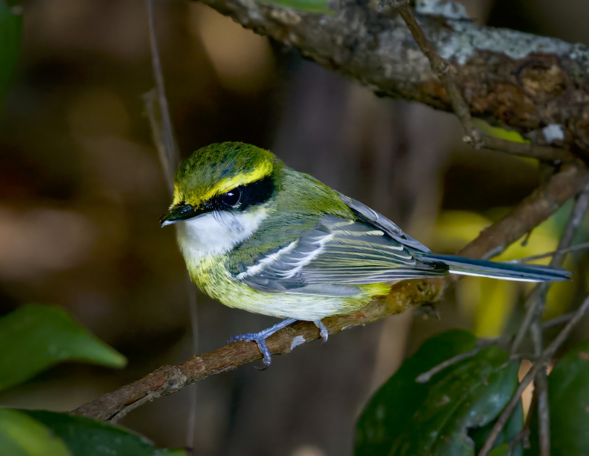 Yellow-breasted Boatbill - ML570182031