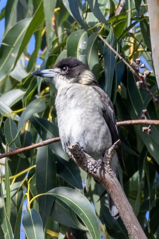 Gray Butcherbird - ML570182801