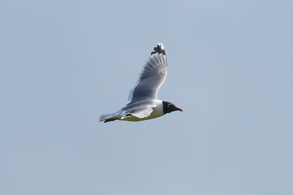 Franklin's Gull - George Chiu