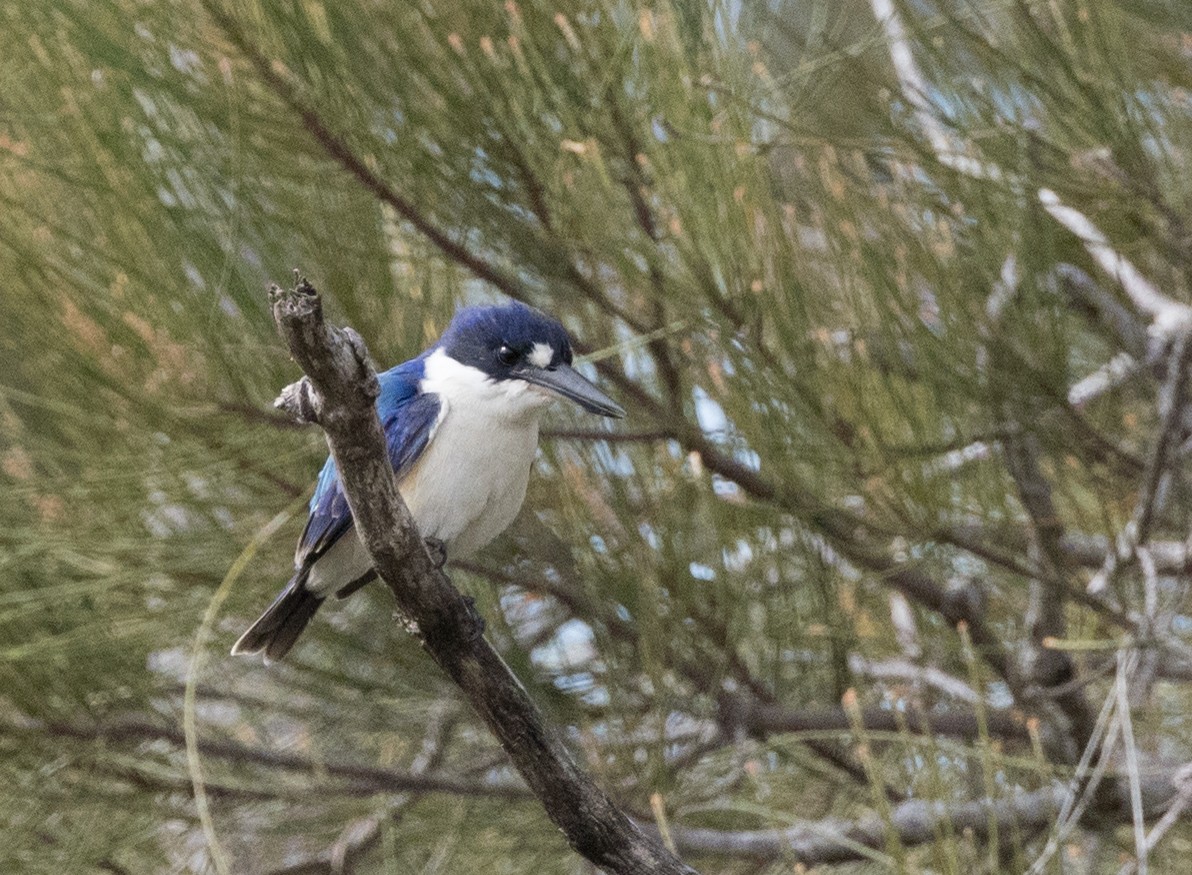 Forest Kingfisher - ML570183851