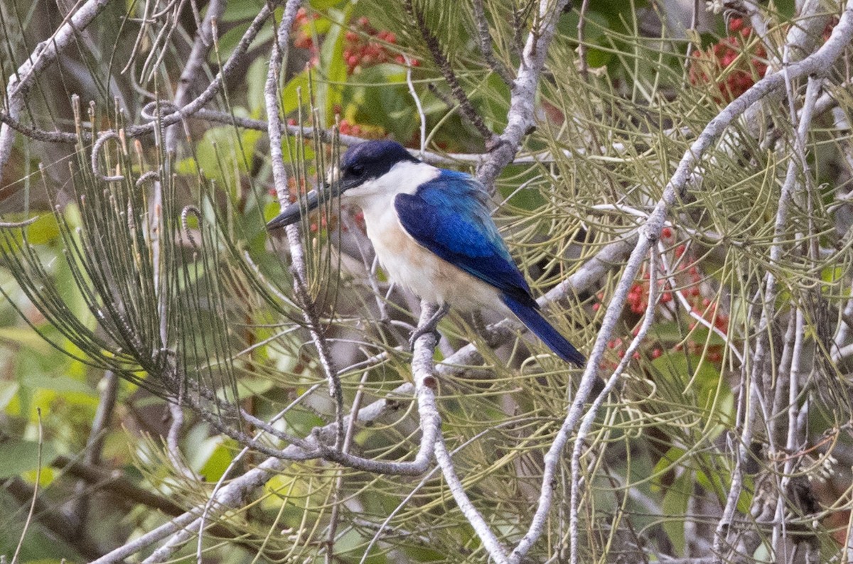 Forest Kingfisher - ML570183861