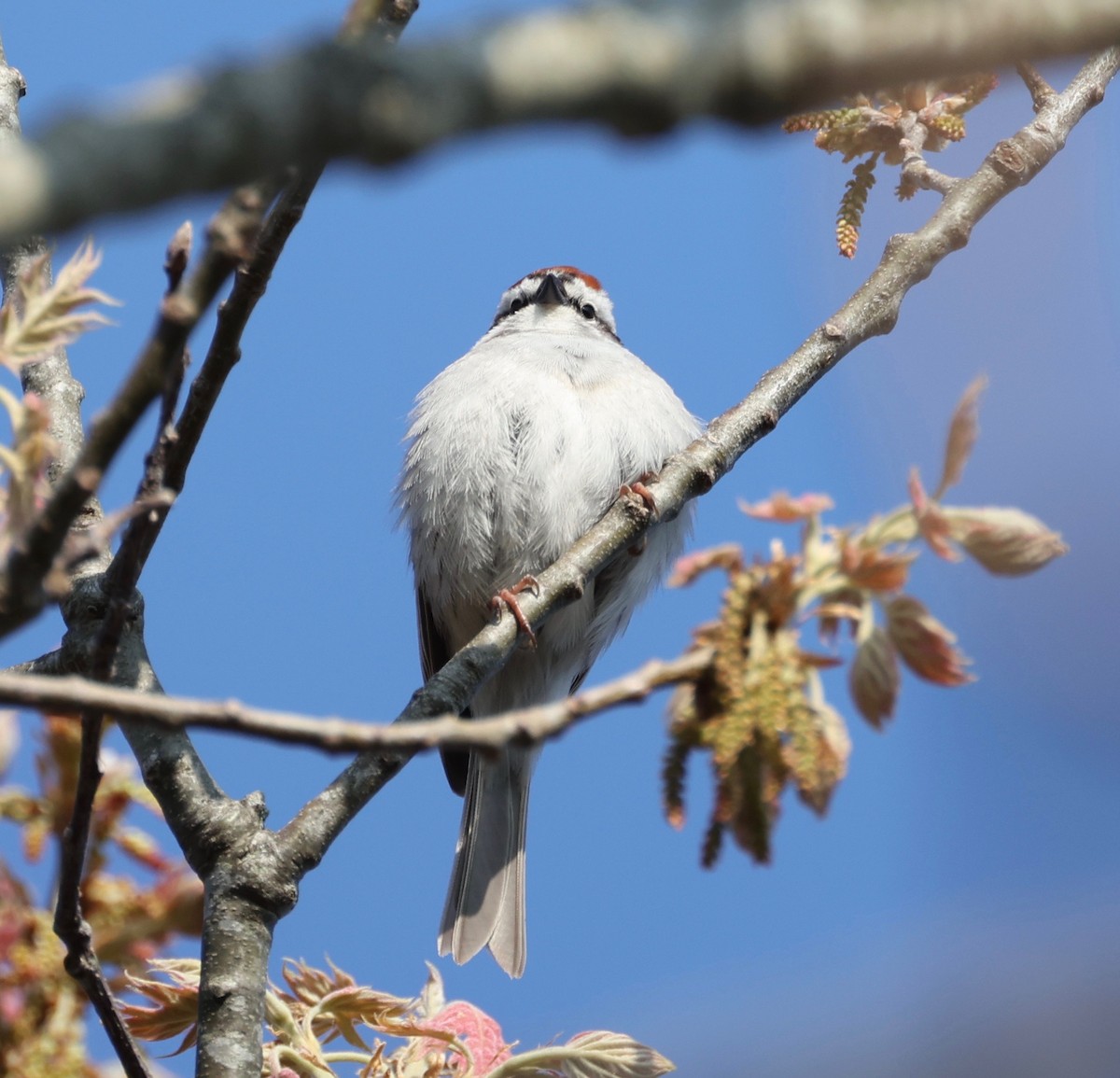 Chipping Sparrow - Ross Sormani